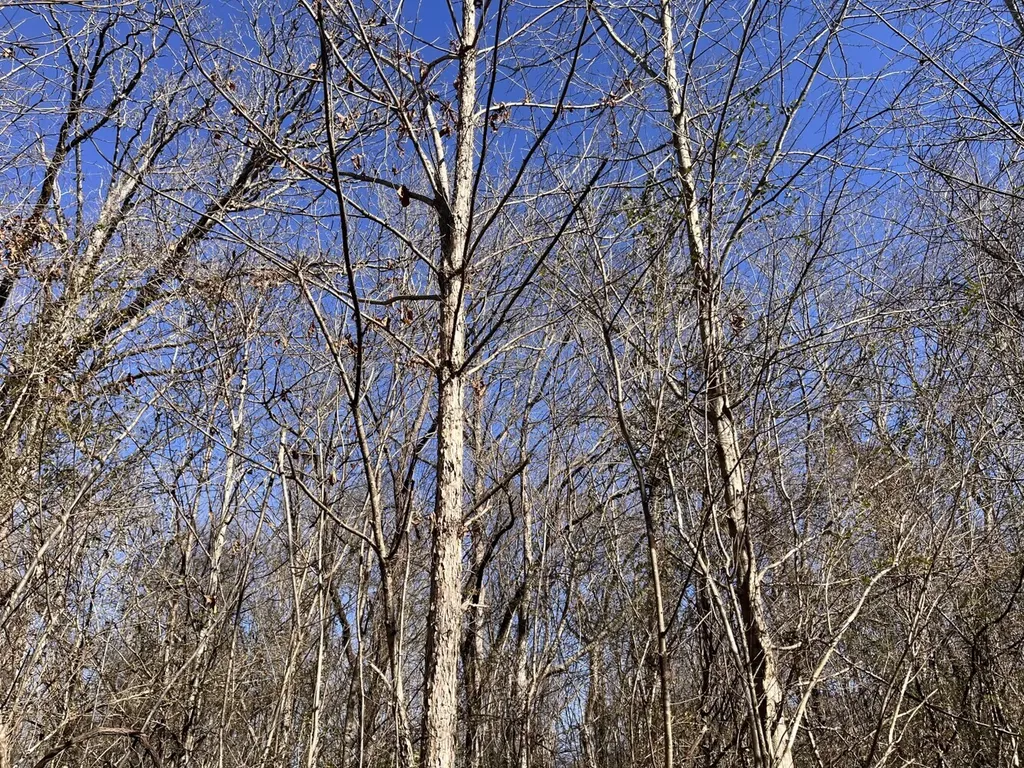 0 Highway 65 Swaim AL 35766
