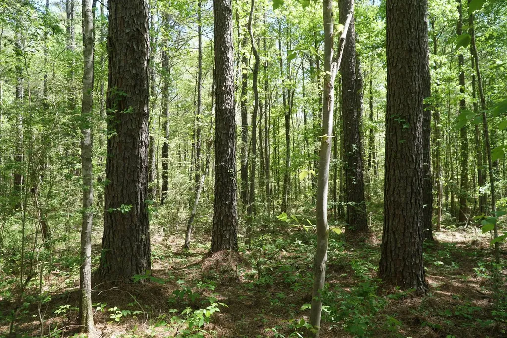 000 Byler Road Eldridge AL 35554
