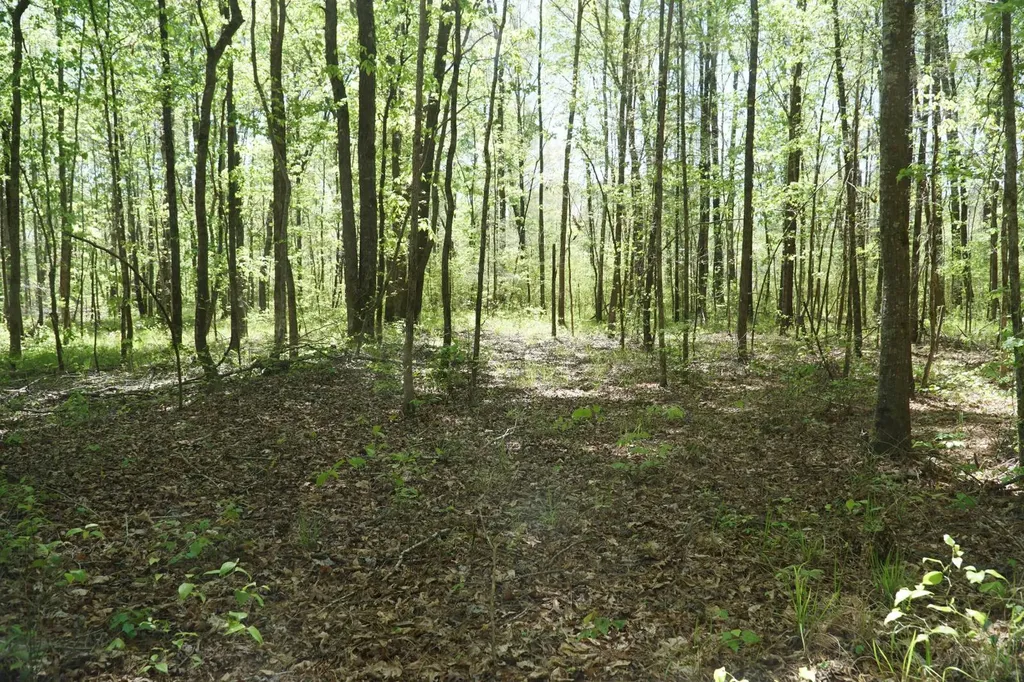 000 Byler Road Eldridge AL 35554