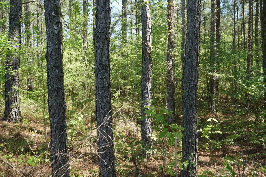 0 State Highway 13 Eldridge AL 35554