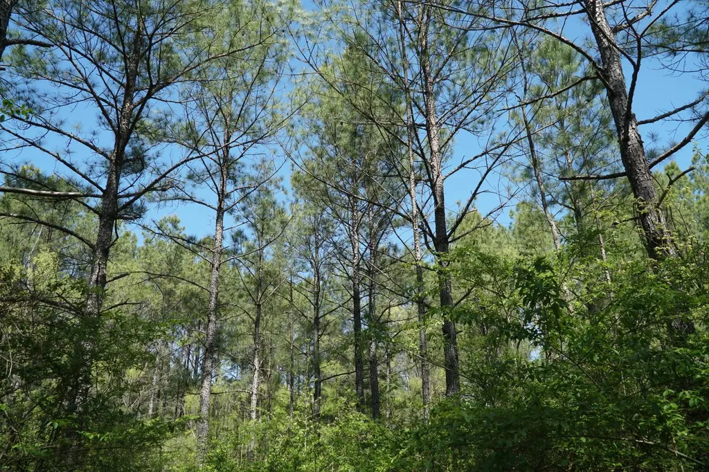 0 State Highway 13 Eldridge AL 35554