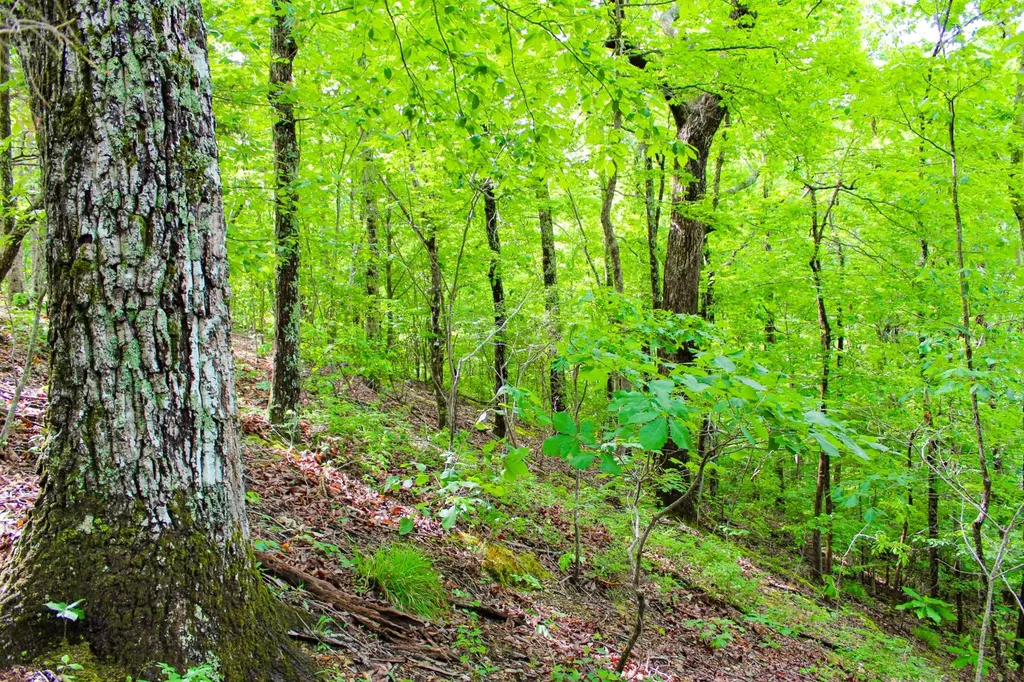 252 County Road 1 Hamilton AL 35570