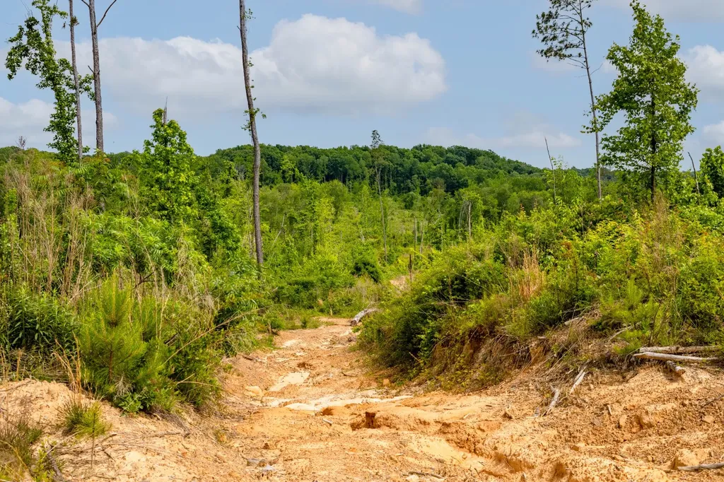 0 Danville Road Hartselle AL 35640