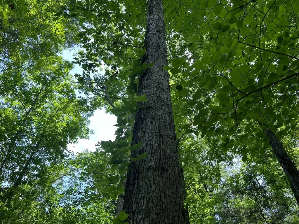 0 Highway 51 New Brocxkton AL 36351