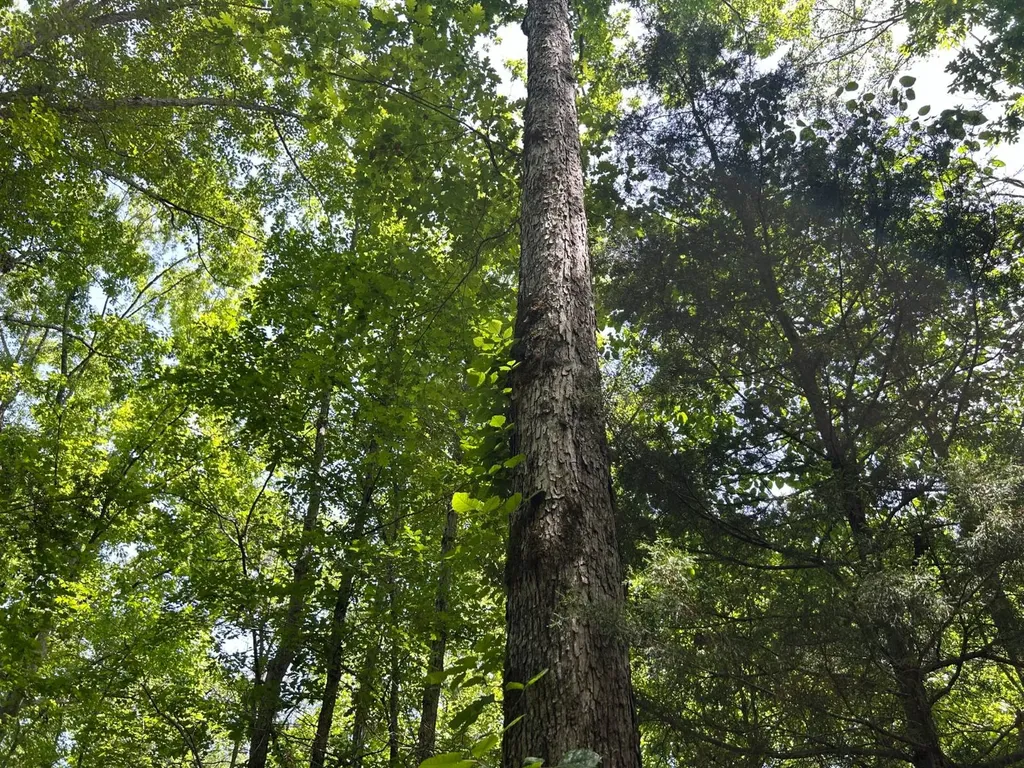 0 Highway 51 New Brocxkton AL 36351