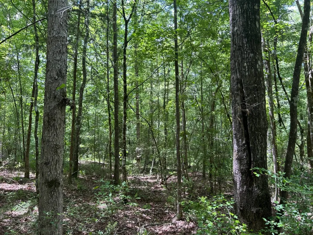 0 Highway 51 New Brocxkton AL 36351