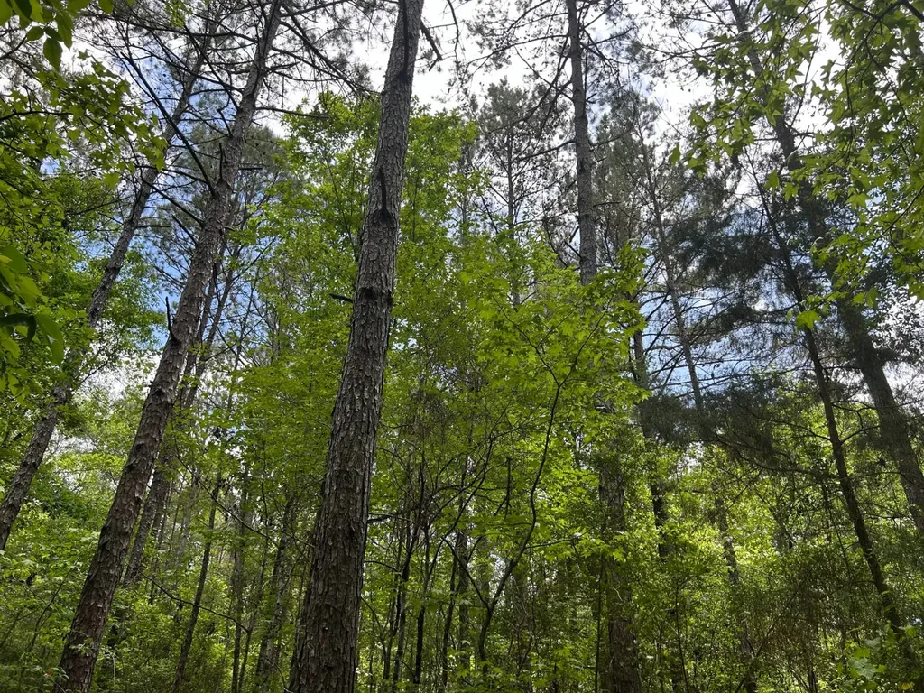 0 Highway 51 New Brocxkton AL 36351