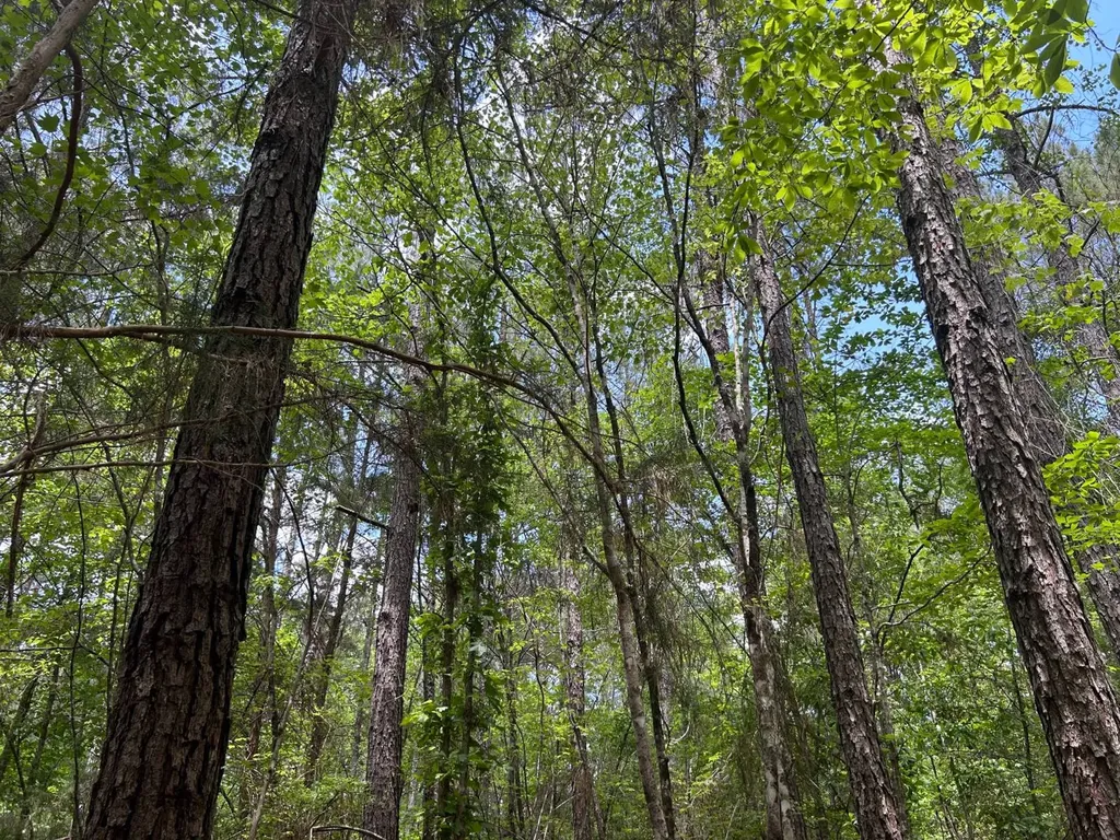 0 Highway 51 New Brocxkton AL 36351