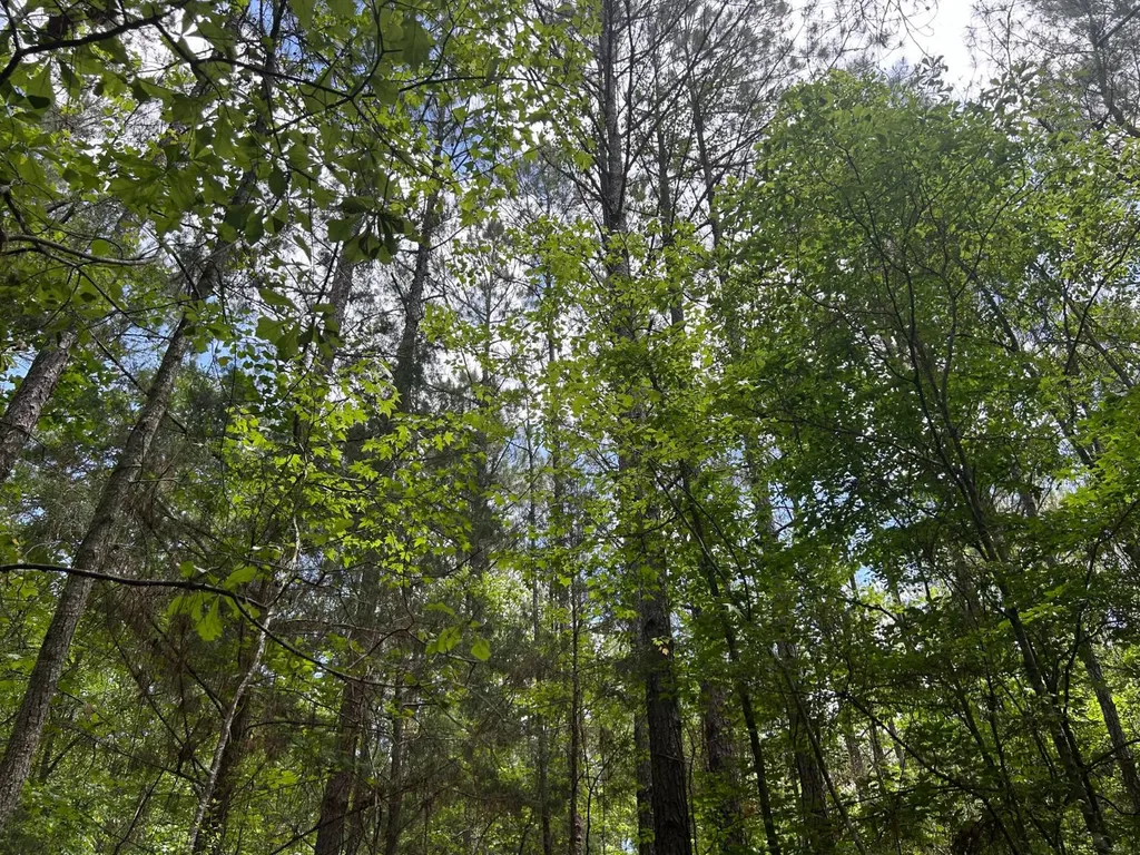 0 Highway 51 New Brocxkton AL 36351