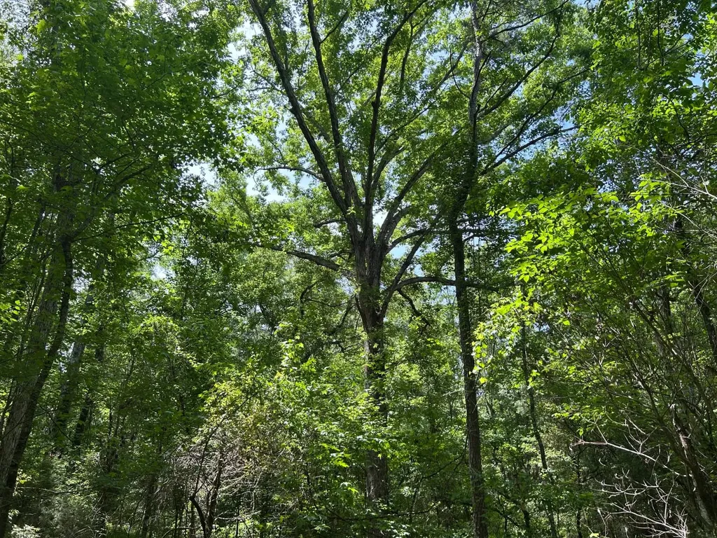 0 Highway 51 New Brocxkton AL 36351