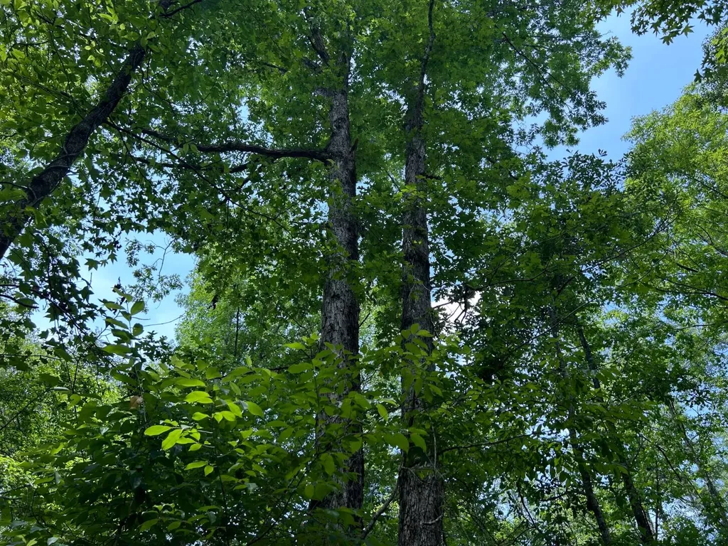 0 Highway 51 New Brocxkton AL 36351