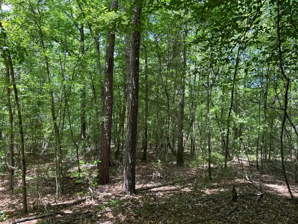 0 Highway 51 New Brocxkton AL 36351