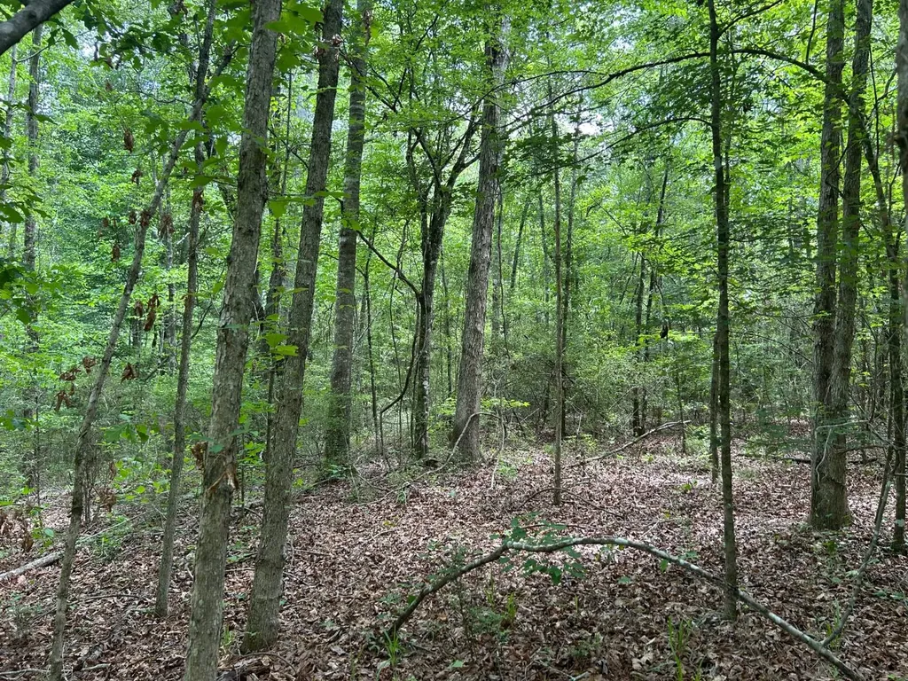 0 Highway 51 New Brocxkton AL 36351