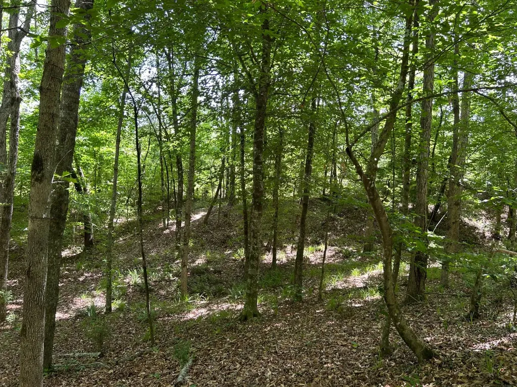 0 Highway 51 New Brocxkton AL 36351
