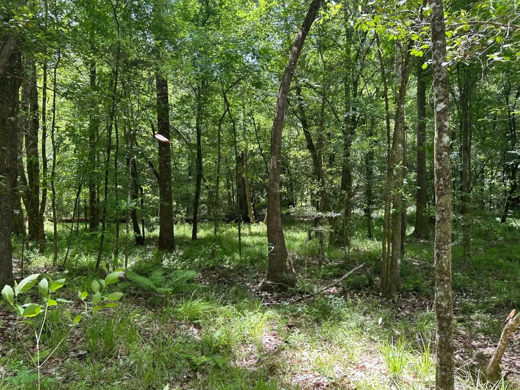 0 Highway 51 New Brocxkton AL 36351