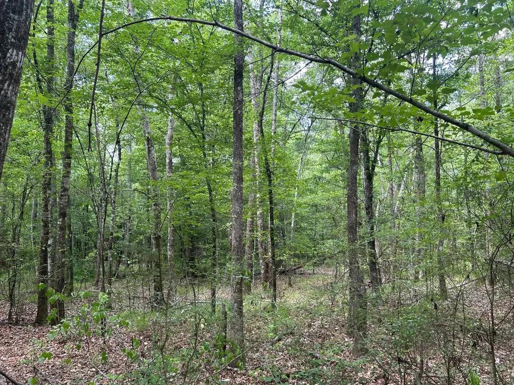 0 Highway 51 New Brocxkton AL 36351