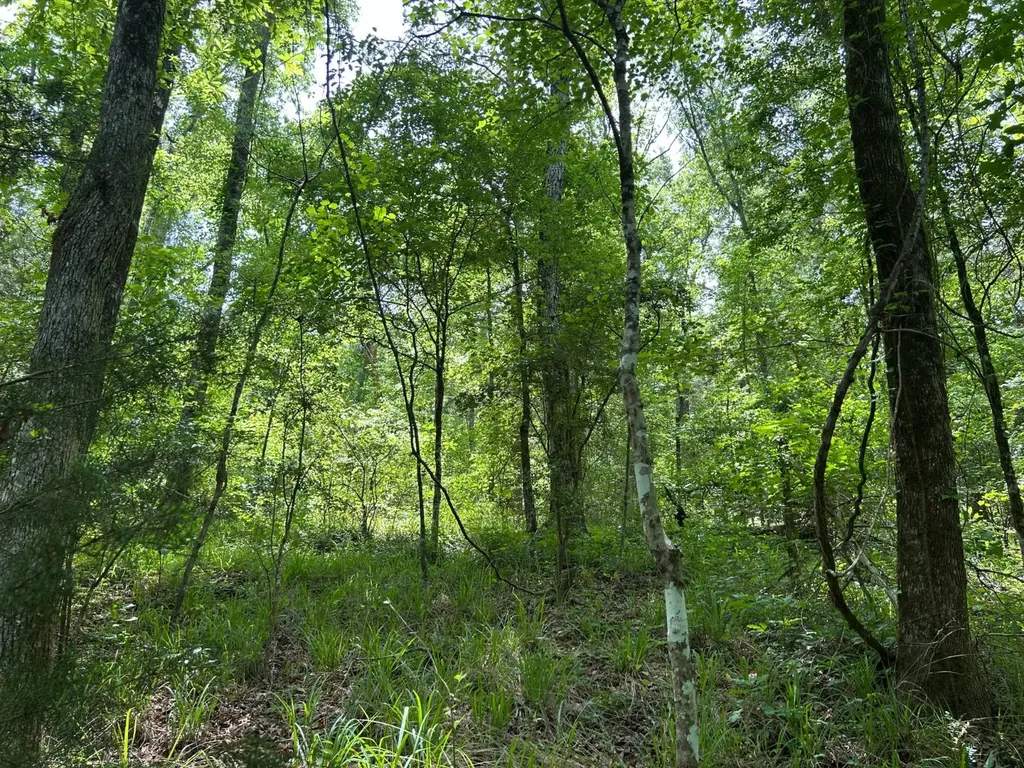 0 Highway 51 New Brocxkton AL 36351