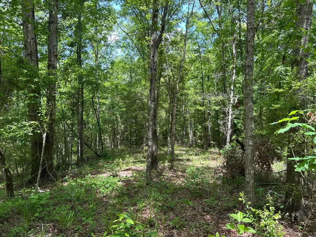 0 Highway 51 New Brocxkton AL 36351