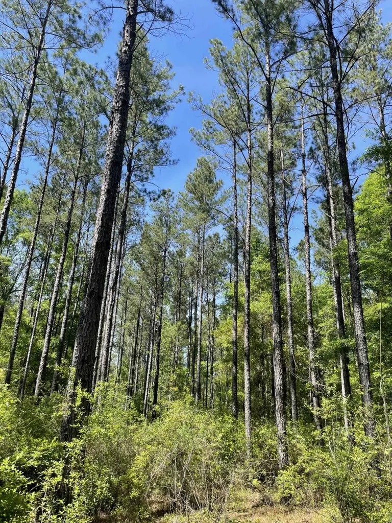 0 Orem Road Bay Minette AL 36507