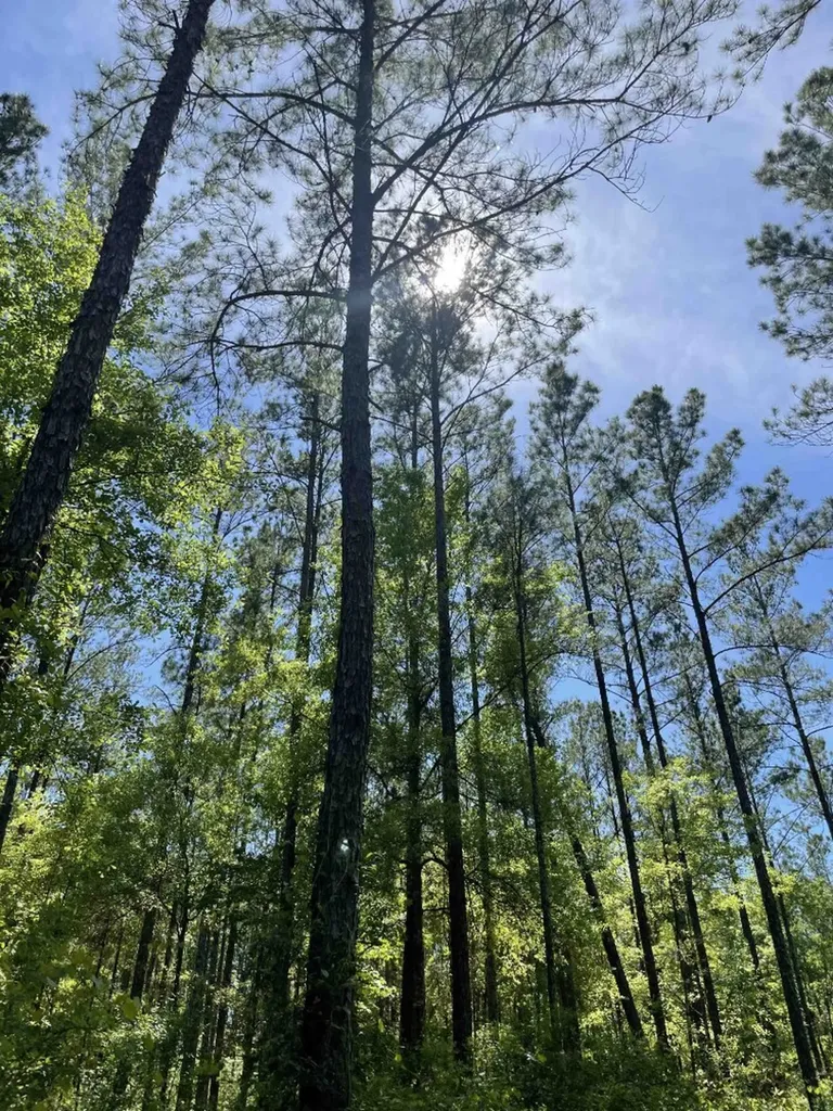 0 Orem Road Bay Minette AL 36507