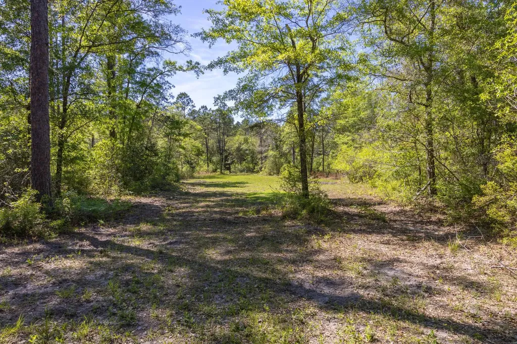 165+/- Acres Harrison Road Kinston AL 36453