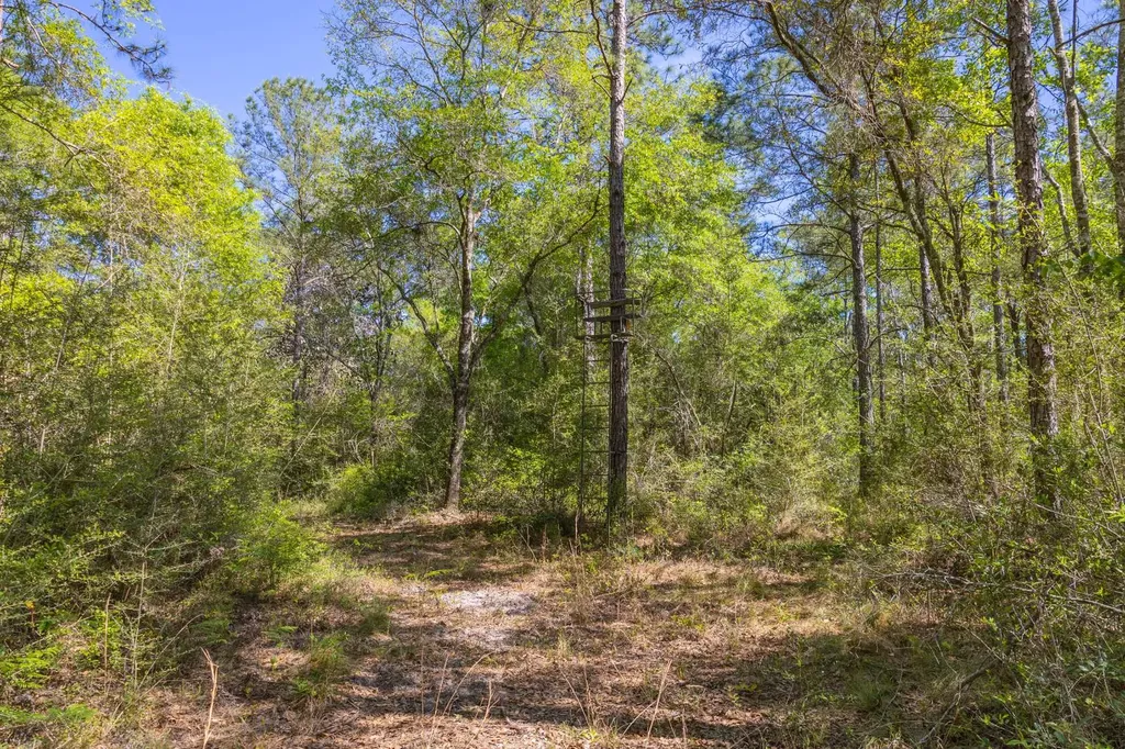 165+/- Acres Harrison Road Kinston AL 36453