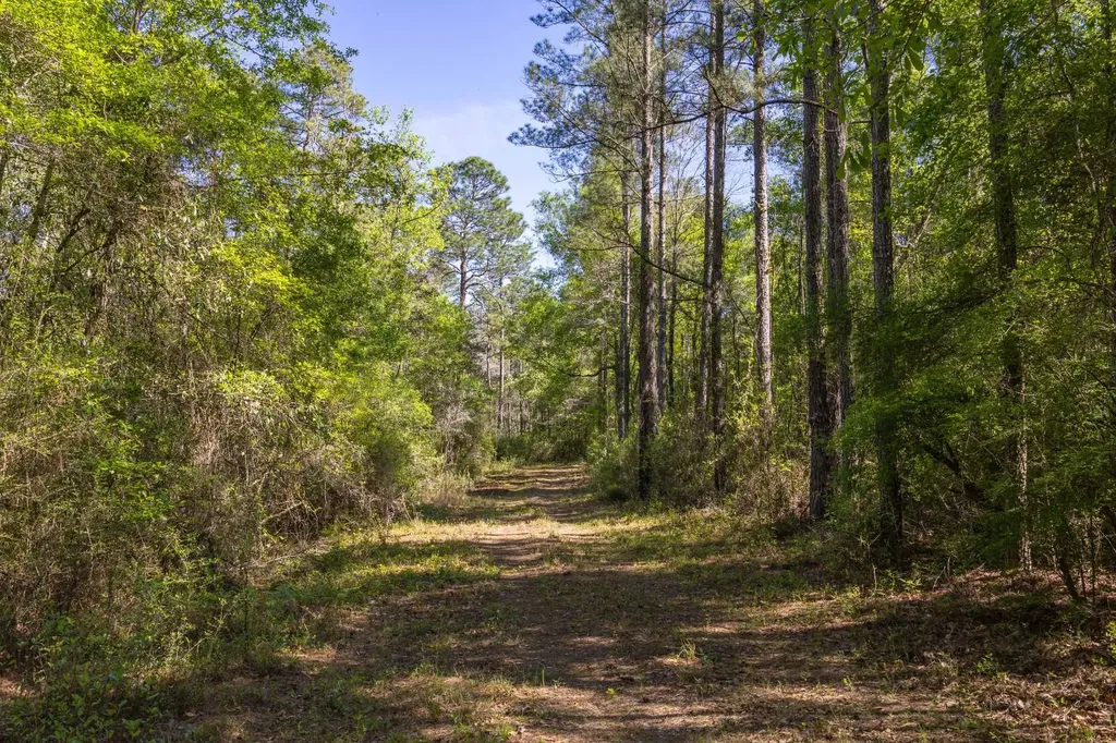 165+/- Acres Harrison Road Kinston AL 36453