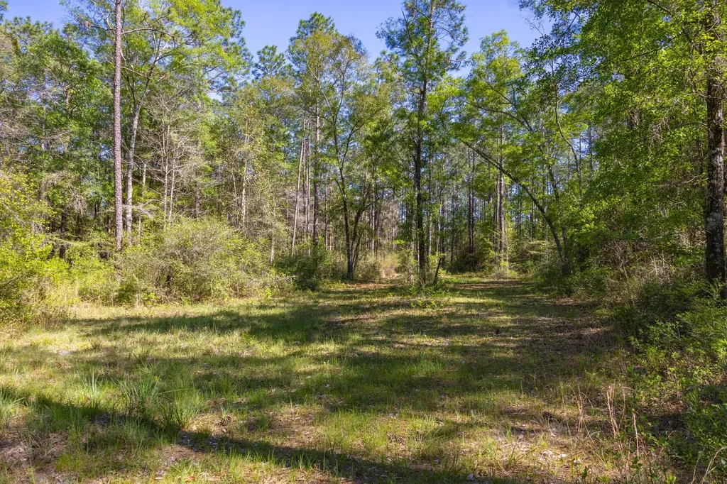 165+/- Acres Harrison Road Kinston AL 36453