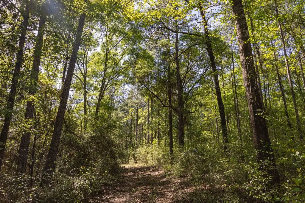 165+/- Acres Harrison Road Kinston AL 36453