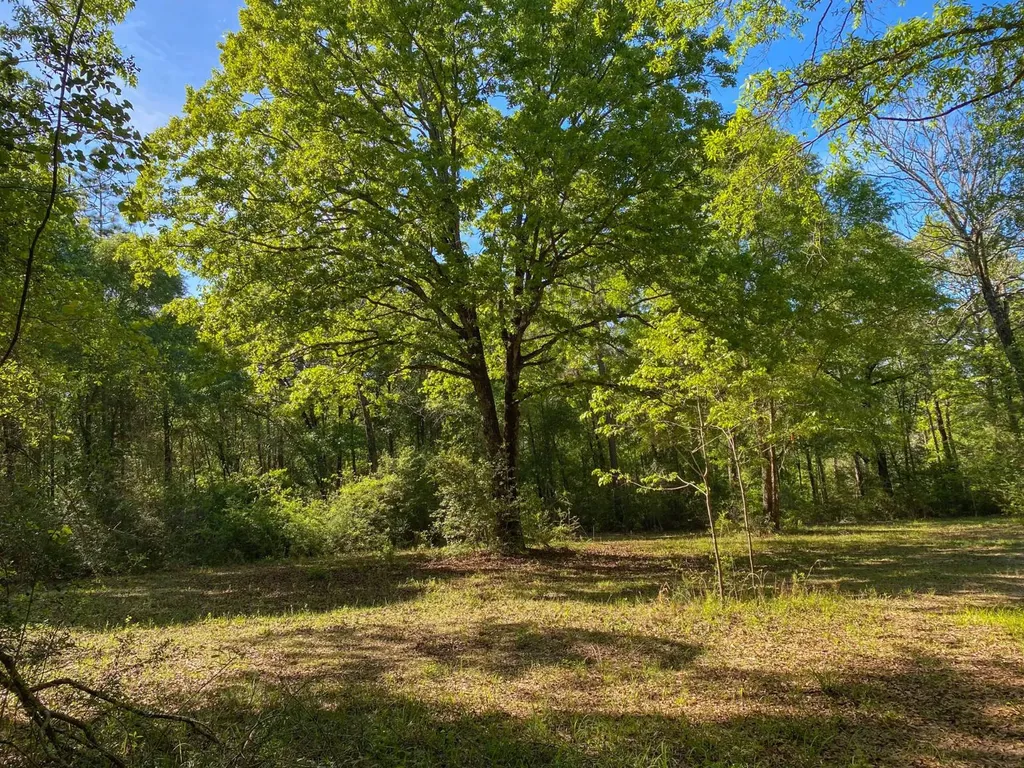 165+/- Acres Harrison Road Kinston AL 36453