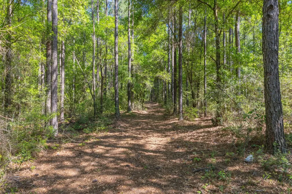 165+/- Acres Harrison Road Kinston AL 36453