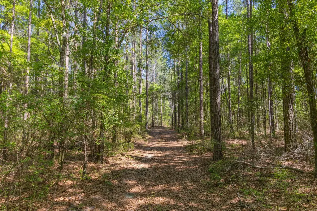 165+/- Acres Harrison Road Kinston AL 36453