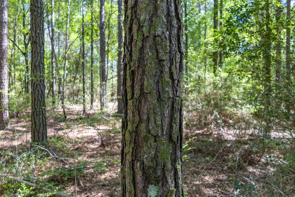 165+/- Acres Harrison Road Kinston AL 36453