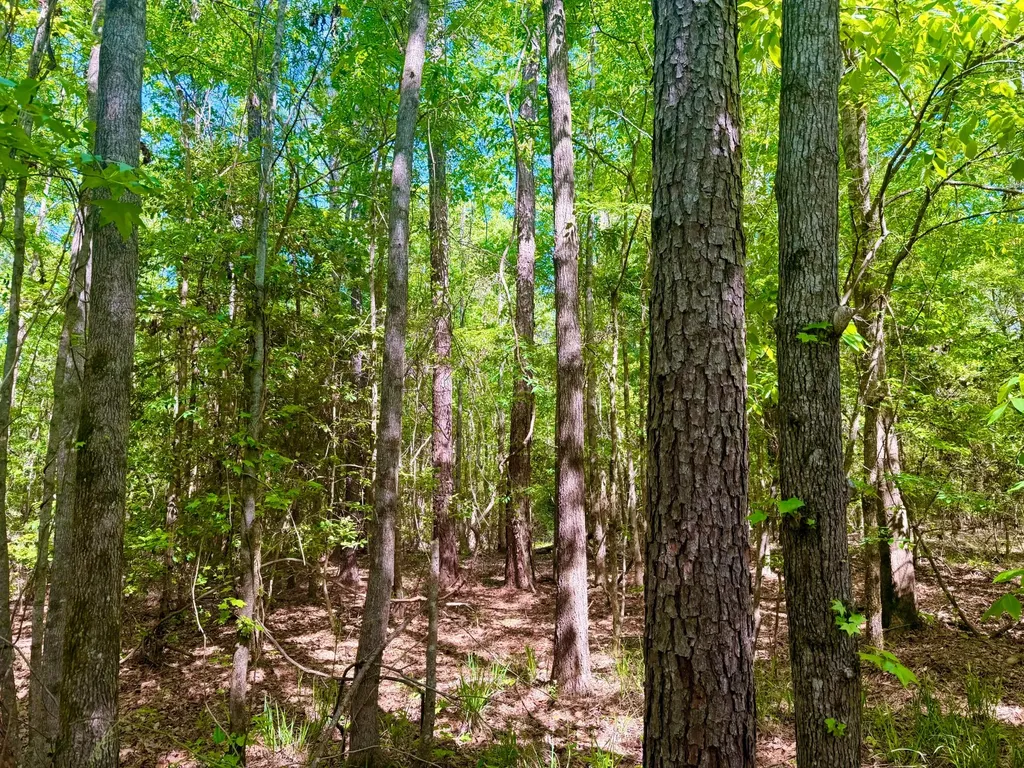 1418 Hebron Road Grove Hill AL 36451