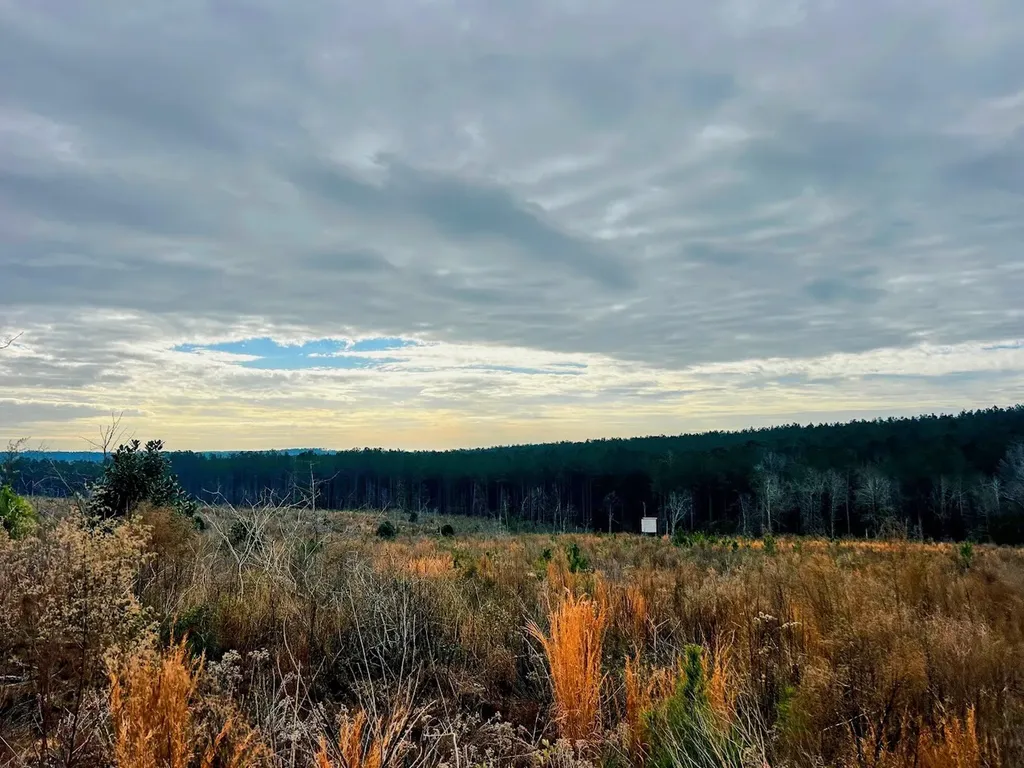 0 County Road 309 Tract A Skipperville AL 36374