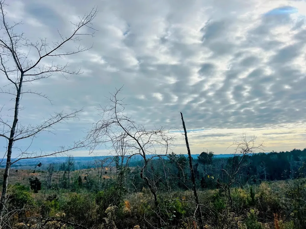 0 County Road 309 Tract A Skipperville AL 36374