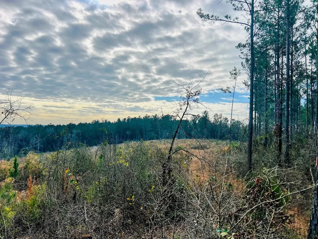 0 County Road 309 Tract A Skipperville AL 36374