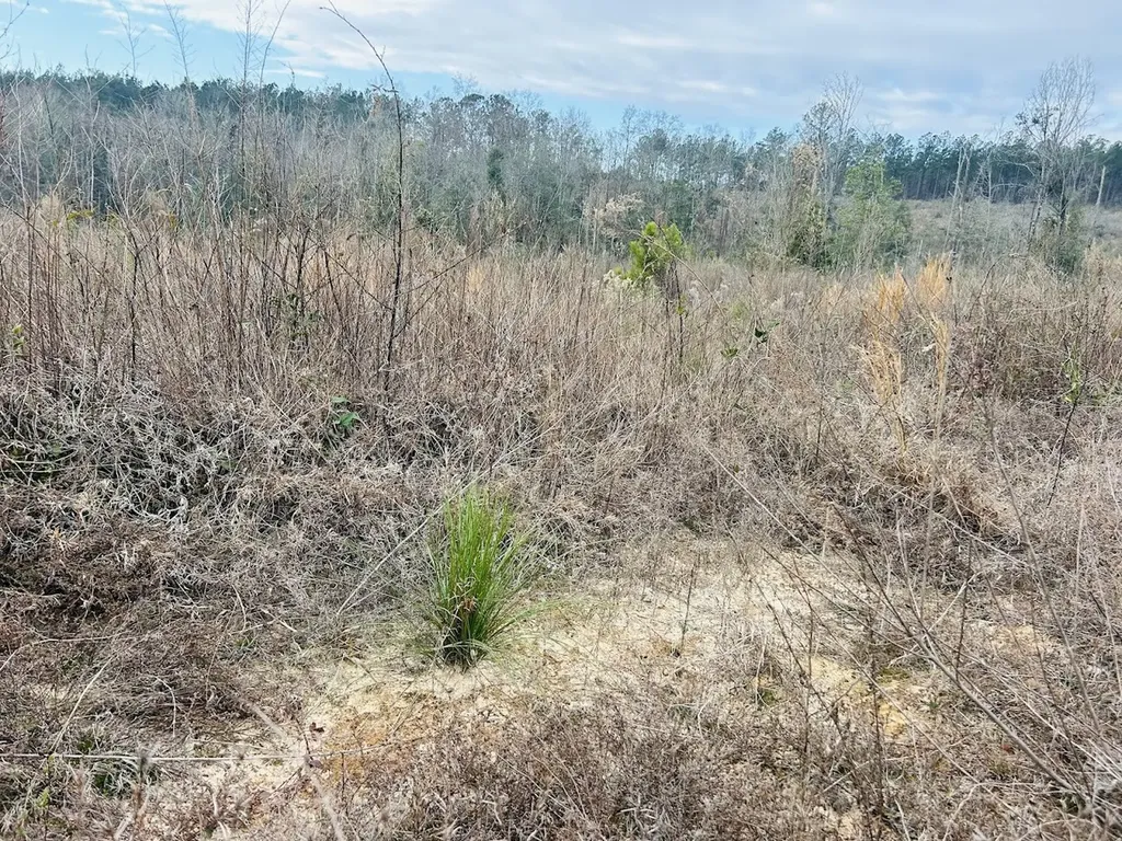 0 County Road 309 Tract A Skipperville AL 36374