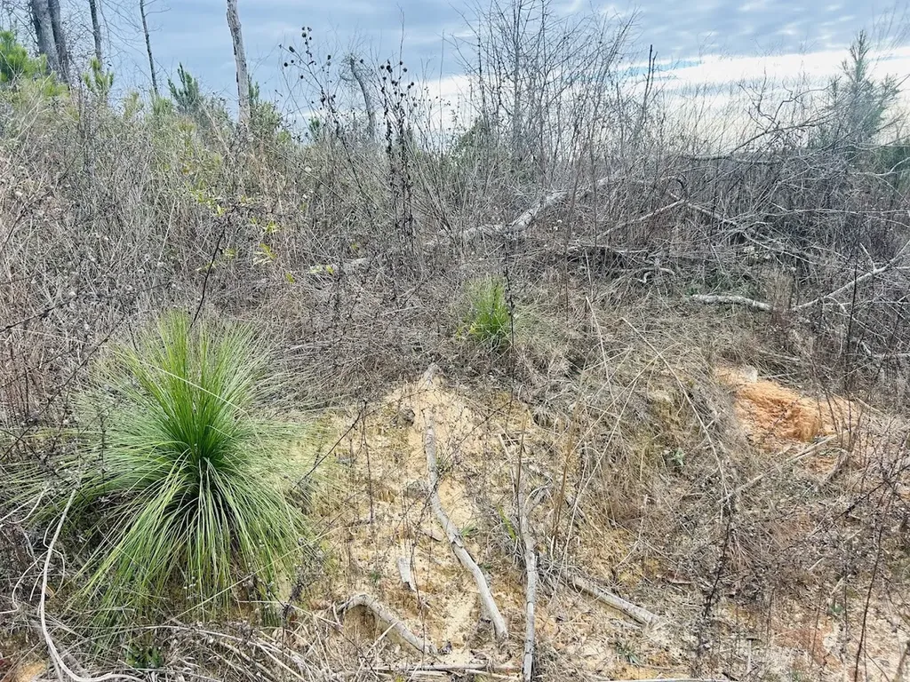 0 County Road 309 Tract A Skipperville AL 36374