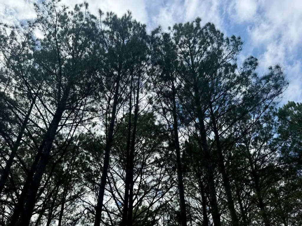 0 Waldrop Road Jasper AL 35503