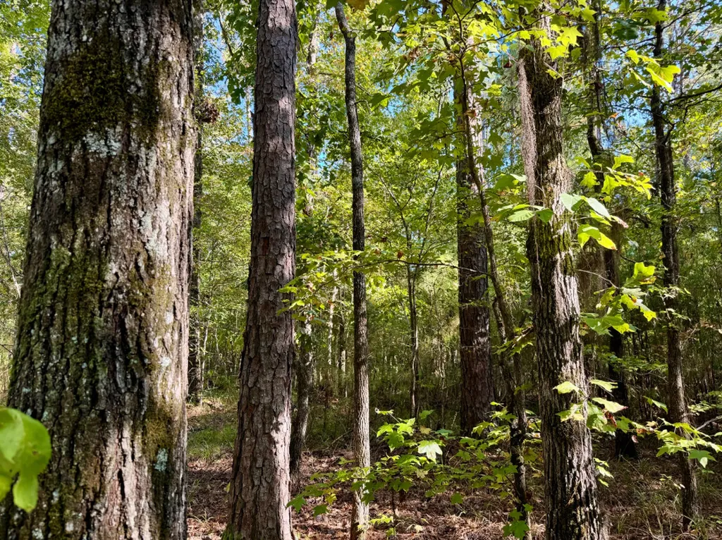 0 County Road 63 Furman AL 36768