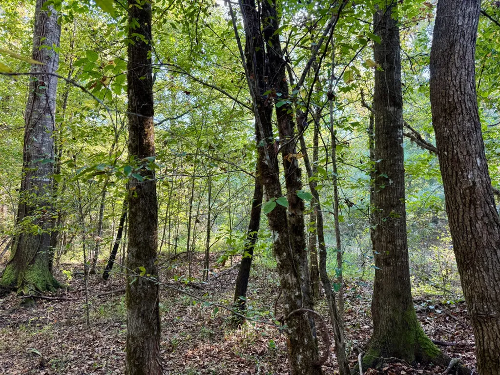 0 County Road 63 Furman AL 36768