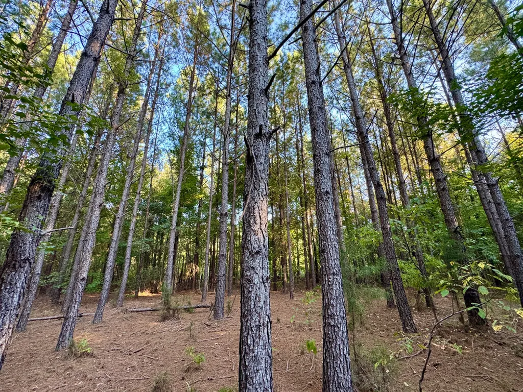 0 County Road 63 Furman AL 36768