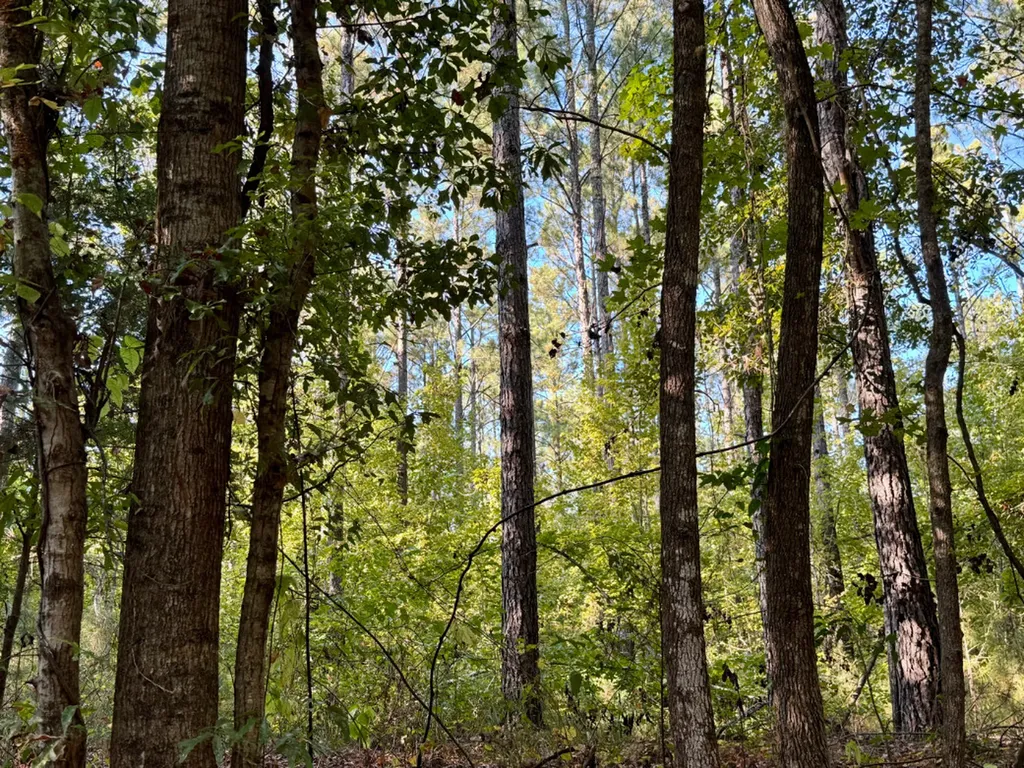 0 County Road 63 Furman AL 36768