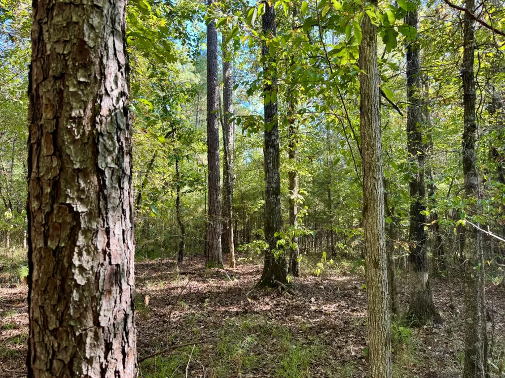 0 County Road 63 Furman AL 36768