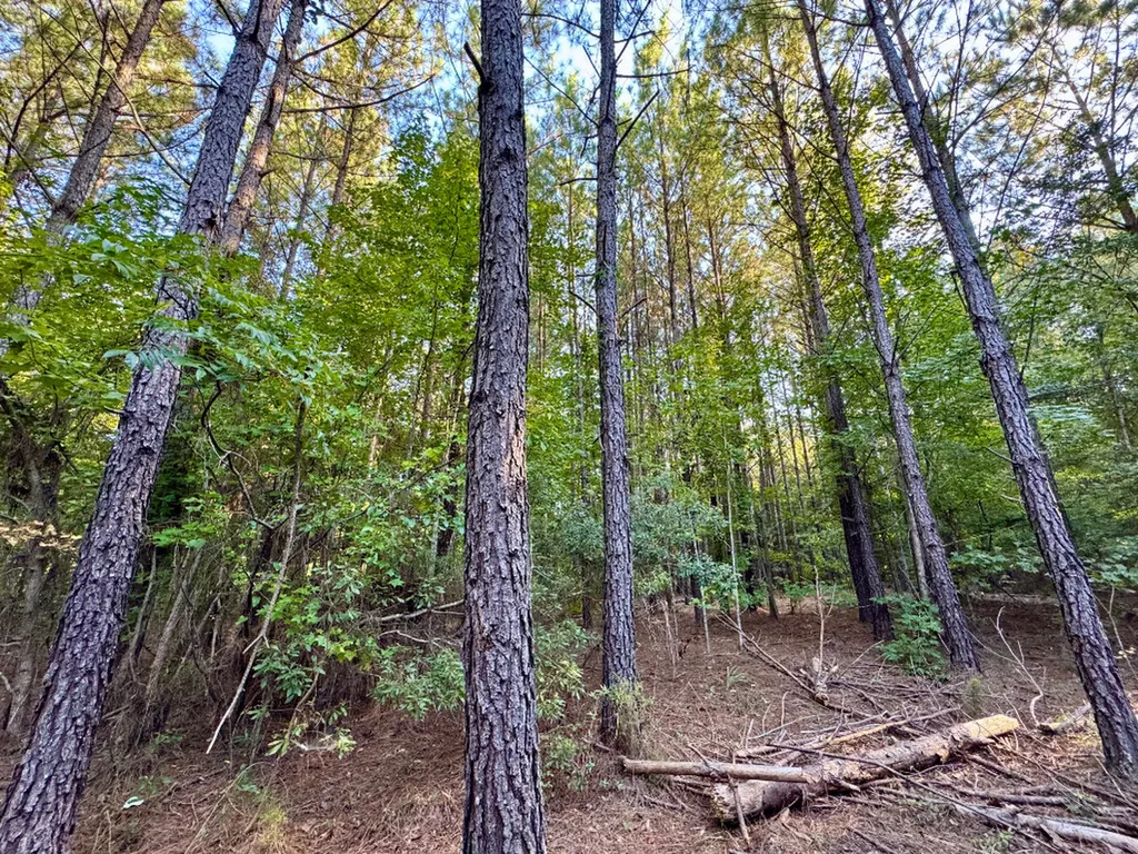 0 County Road 63 Furman AL 36768