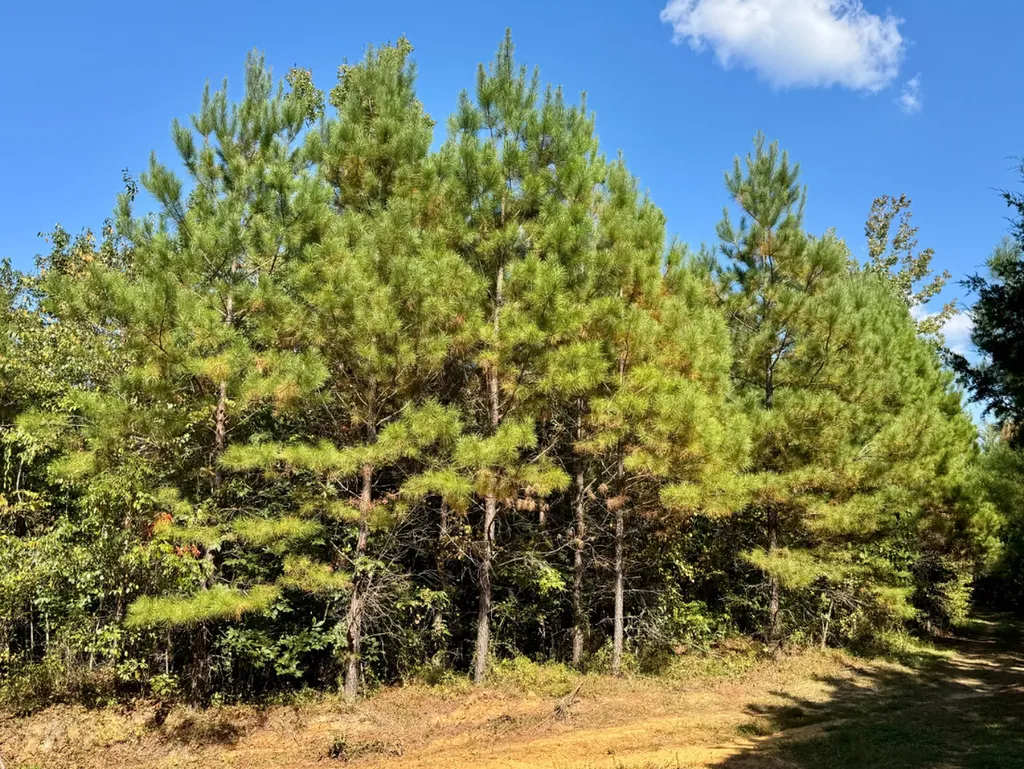 0 County Road 63 Furman AL 36768