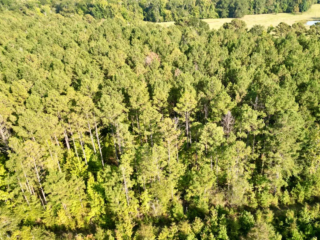 0 County Road 63 Furman AL 36768