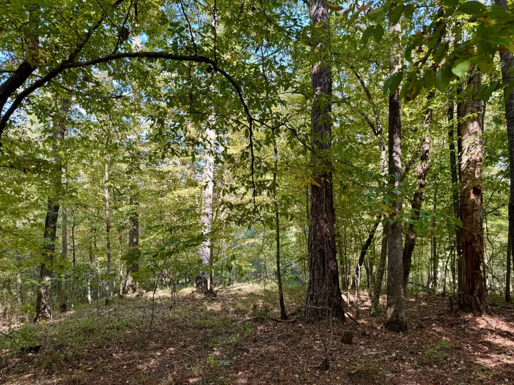 0 County Road 63 Furman AL 36768
