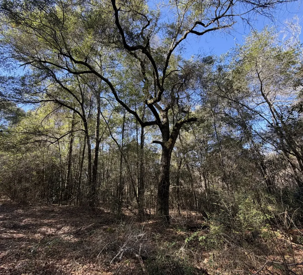 0 County Road 17 Headland AL 36345